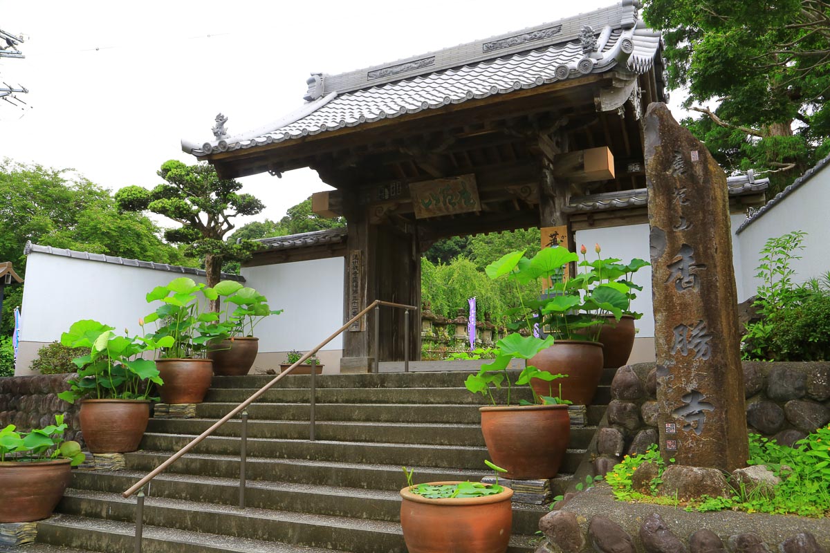 「ききょう寺」十五種四万五千株 百万本以上 日本最大級のききょう園