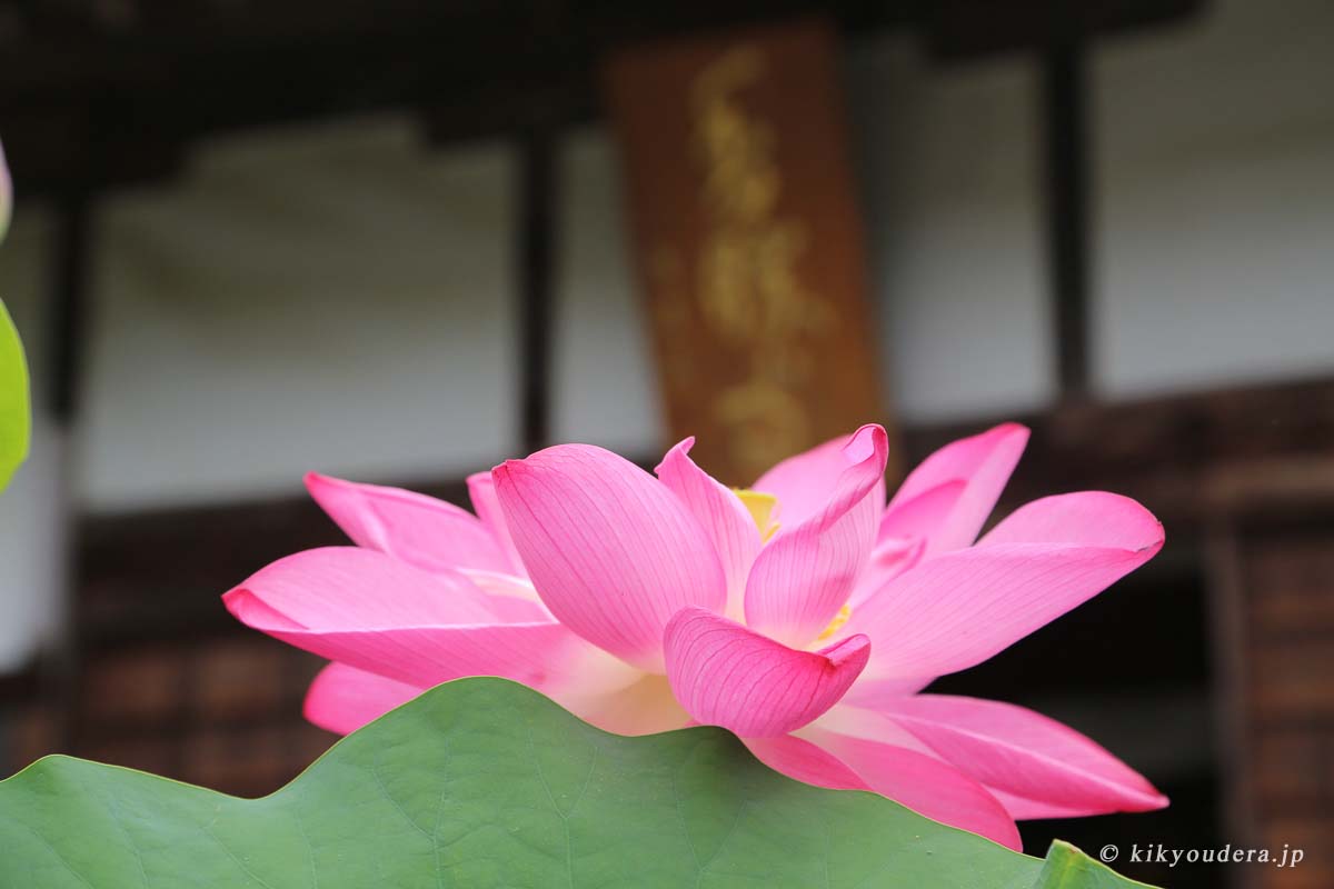 ききょう寺（香勝寺）「由緒」