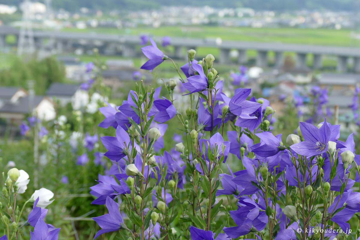 上段