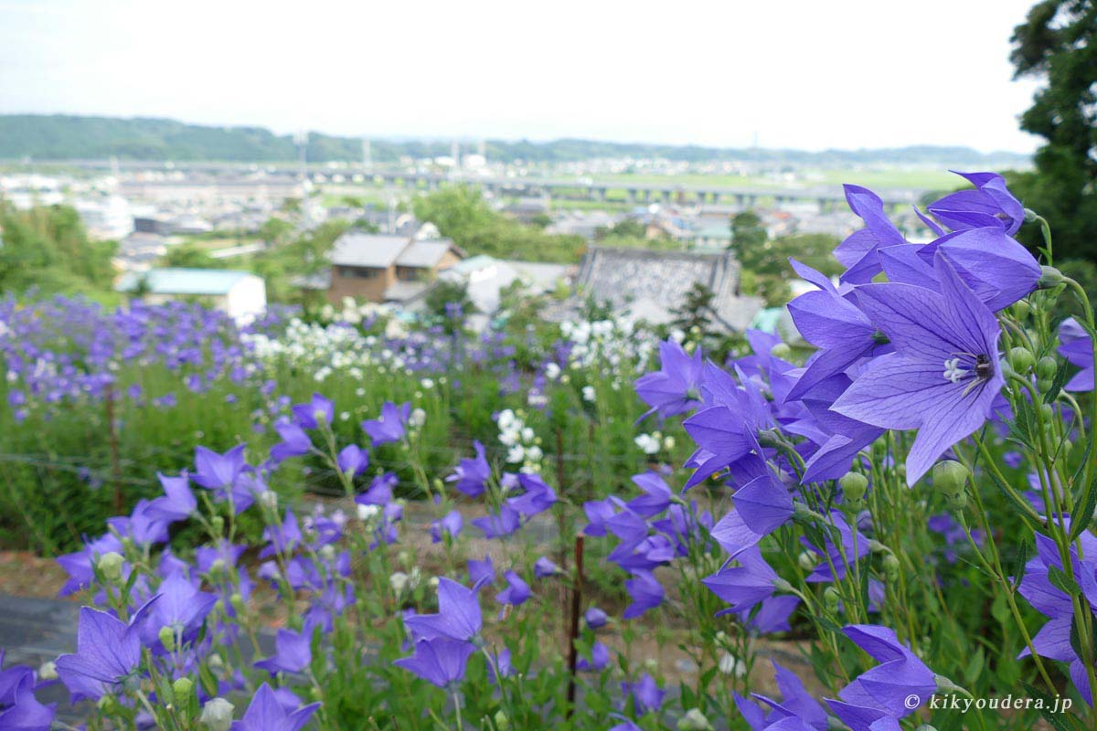 遠州の小京都森町